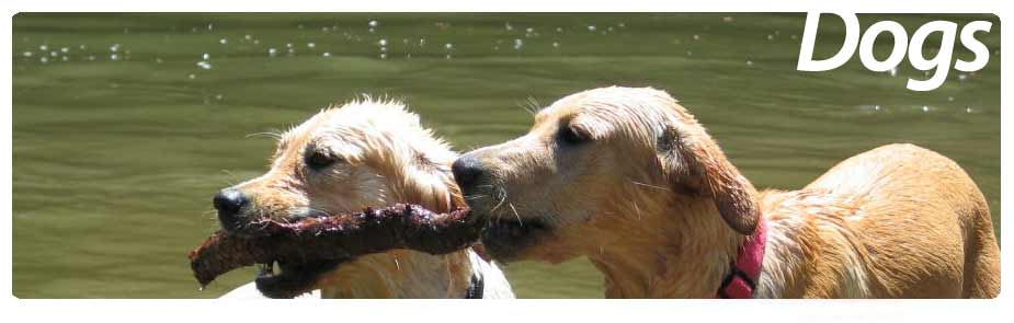 Home Banner Dogs